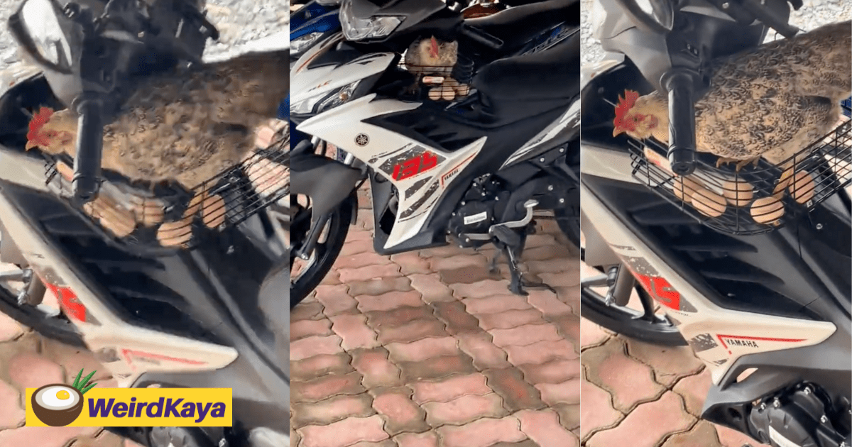 M’sian Amused To Find Hen Laying Eggs Inside His Motorcycle Basket