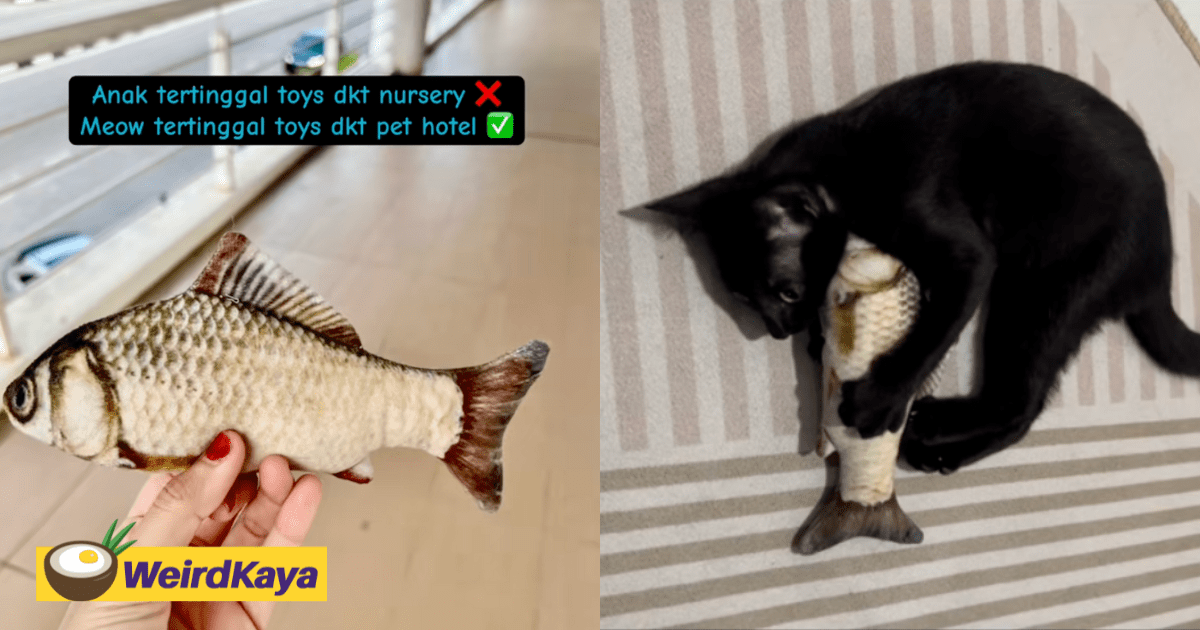 M’sian Cat Owner Dashes Back To Pet Hotel After Forgetting To Take Cat's 'Bantal Busuk', Melts Netizens’ Hearts