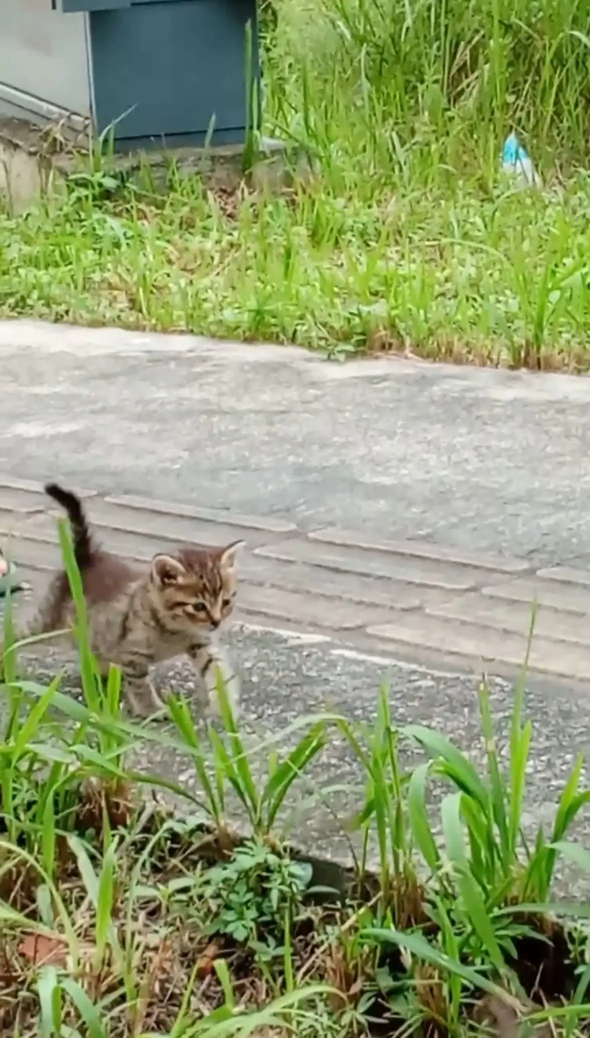 M'sian Couple Pulls Over So Their Kitten Can Poop In The ‘Perfect’ Spot