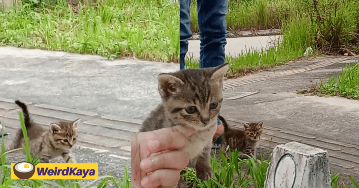 M'sian Couple Pulls Over So Their Kitten Can Poop In The ‘Perfect’ Spot