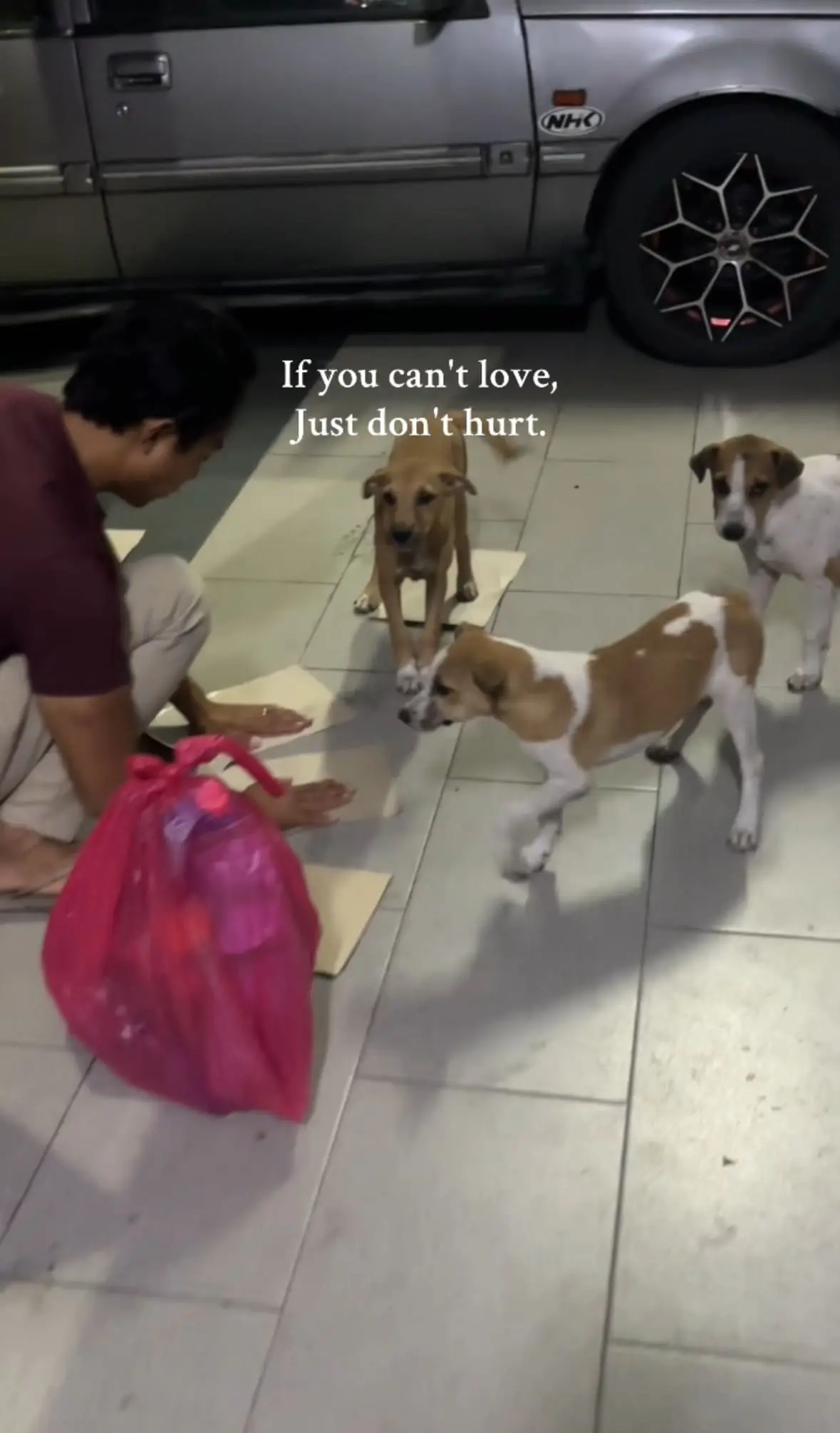 M’sian Family Feeds Stray Dogs With Daughter