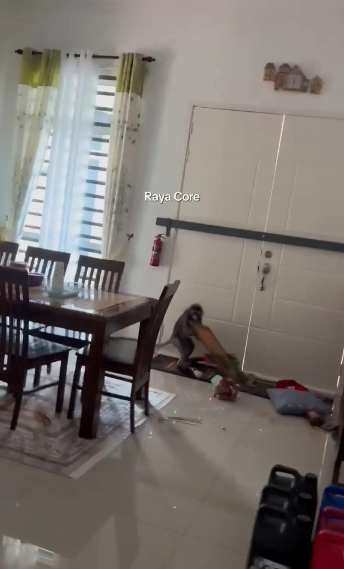 M’sian Family Stunned As Lotong Breaks In To Snatch A Mirror, Not Food