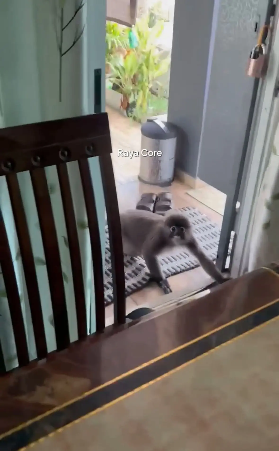 M’sian Family Stunned As Lotong Breaks In To Snatch A Mirror, Not Food