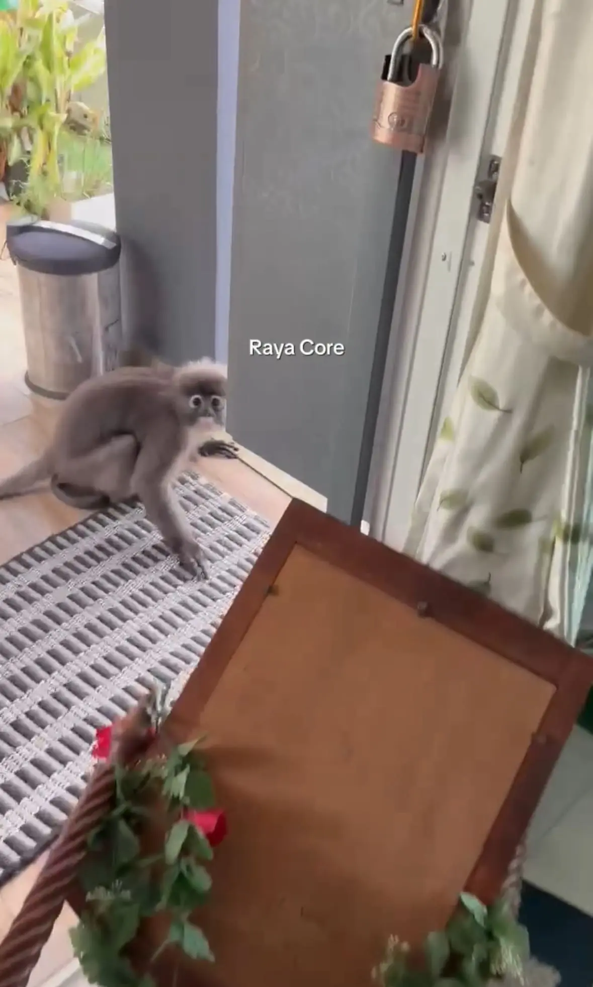 M’sian Family Stunned As Lotong Breaks In To Snatch A Mirror, Not Food