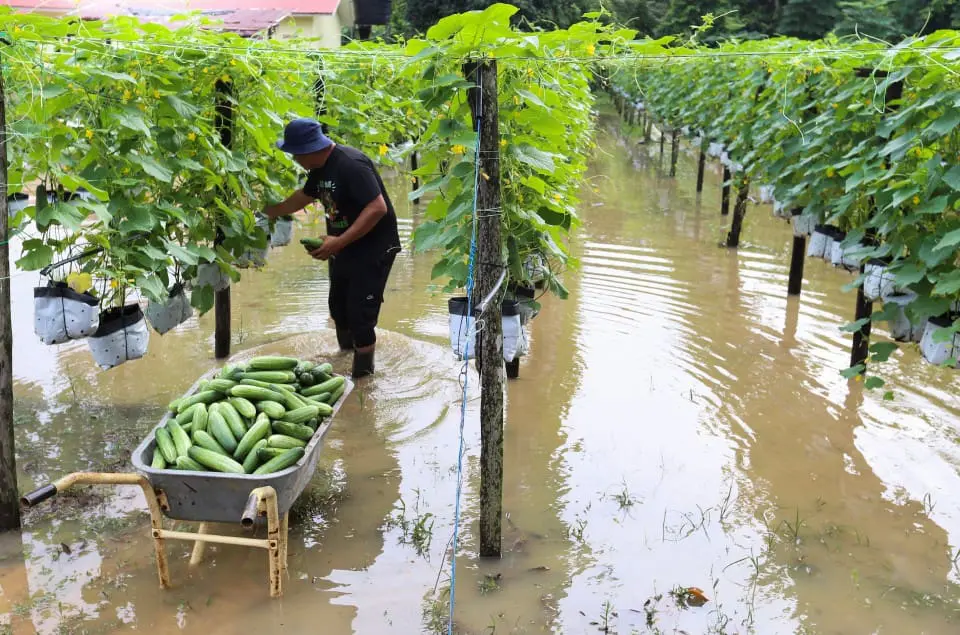 M'sian farmer at flooded farmland