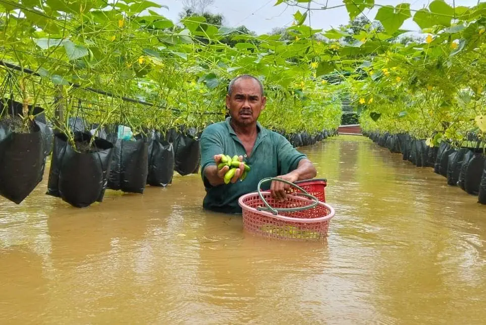 M'sian farmer shows produce while in floodwater