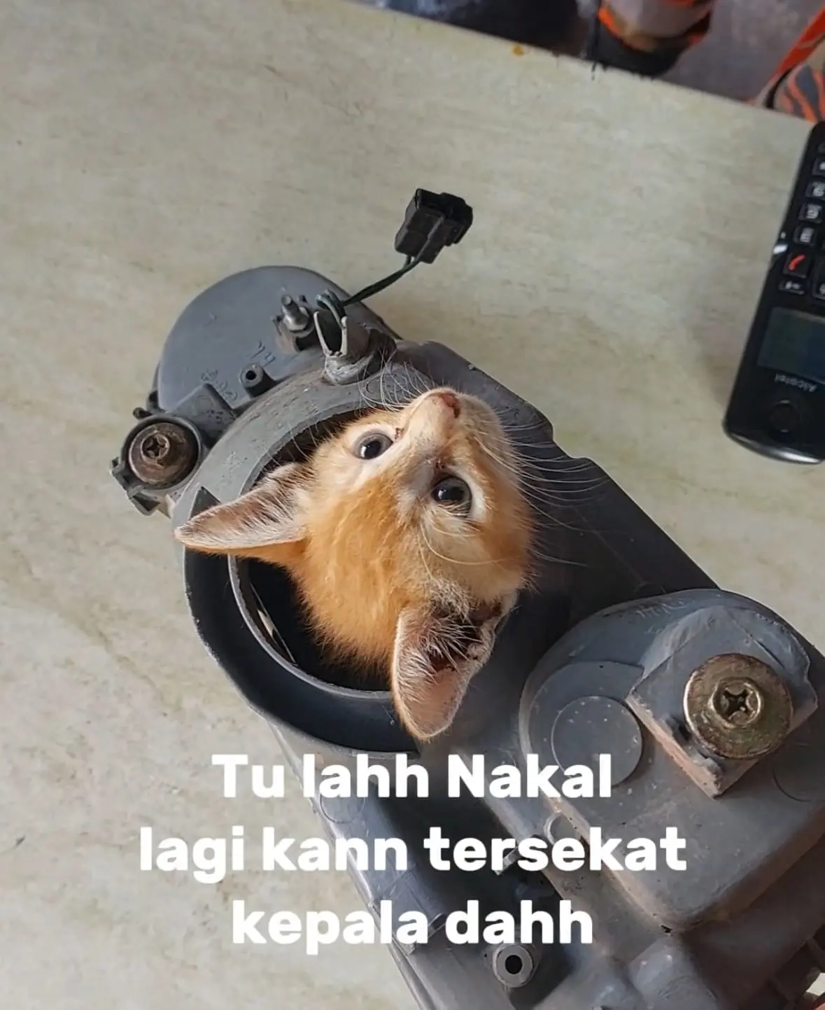 M’sian Firefighters Rescue Oyen With Head Stuck In Metal Ring & It Looks Completely Unbothered