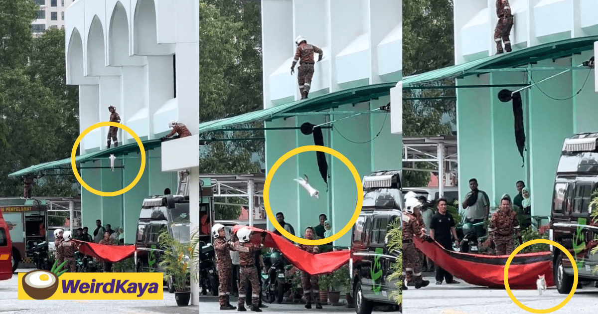 M'sian Firemen Fail To Catch Cat In Rescue Operation, It Walked Away Unfazed