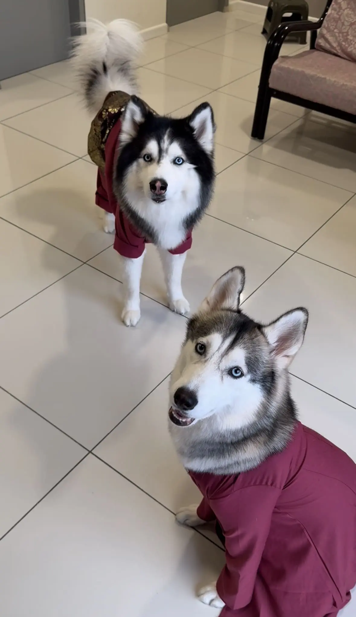 M’sian Huskies Wear Baju Raya Better Than Most Of Us & We’re Not Even Mad