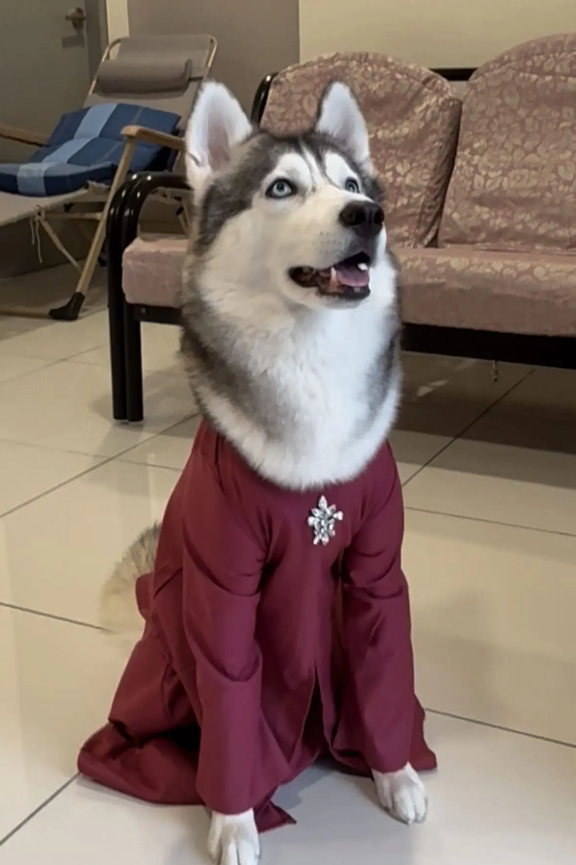 M’sian Huskies Wear Baju Raya Better Than Most Of Us & We’re Not Even Mad
