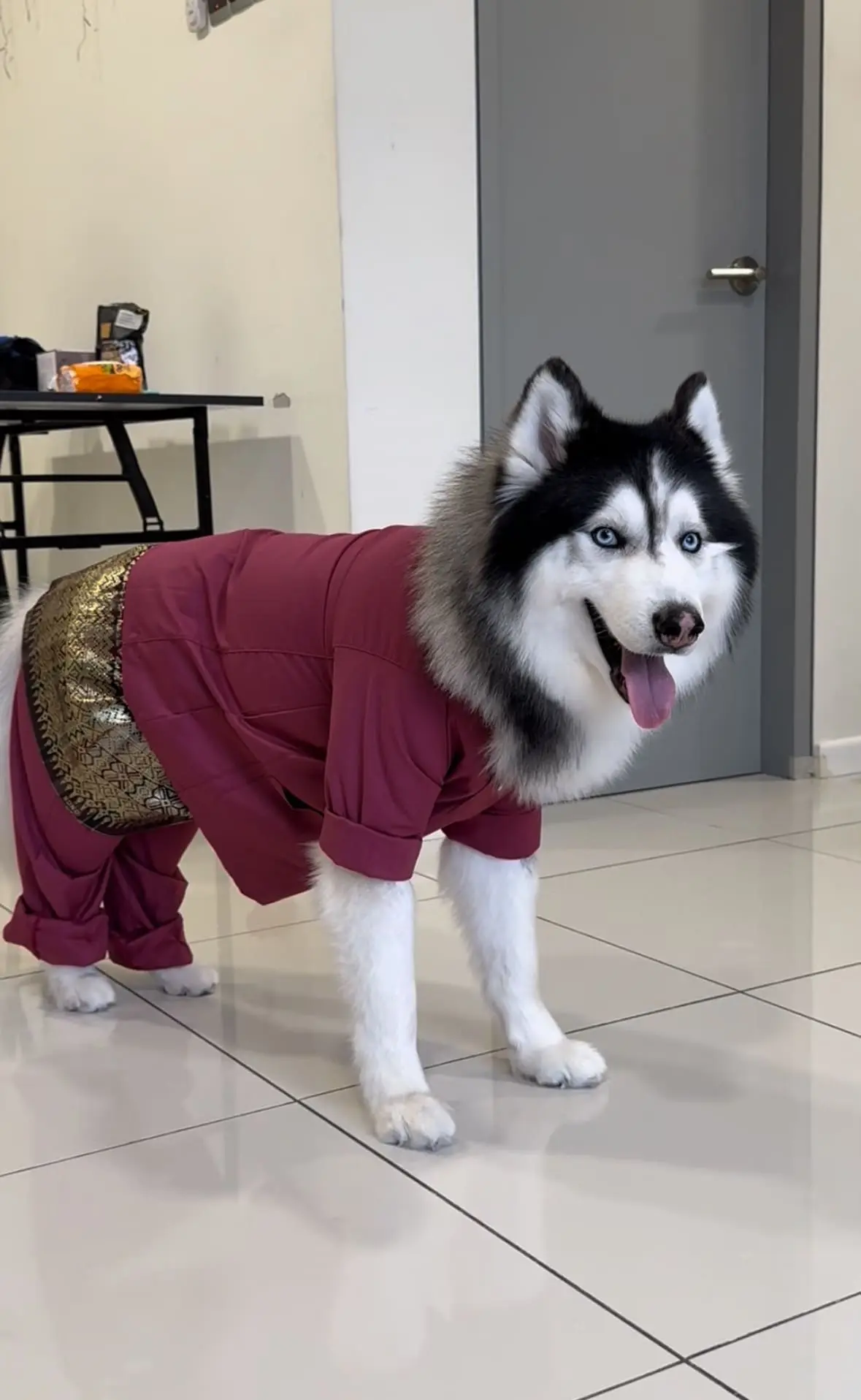 M’sian Huskies Wear Baju Raya Better Than Most Of Us & We’re Not Even Mad