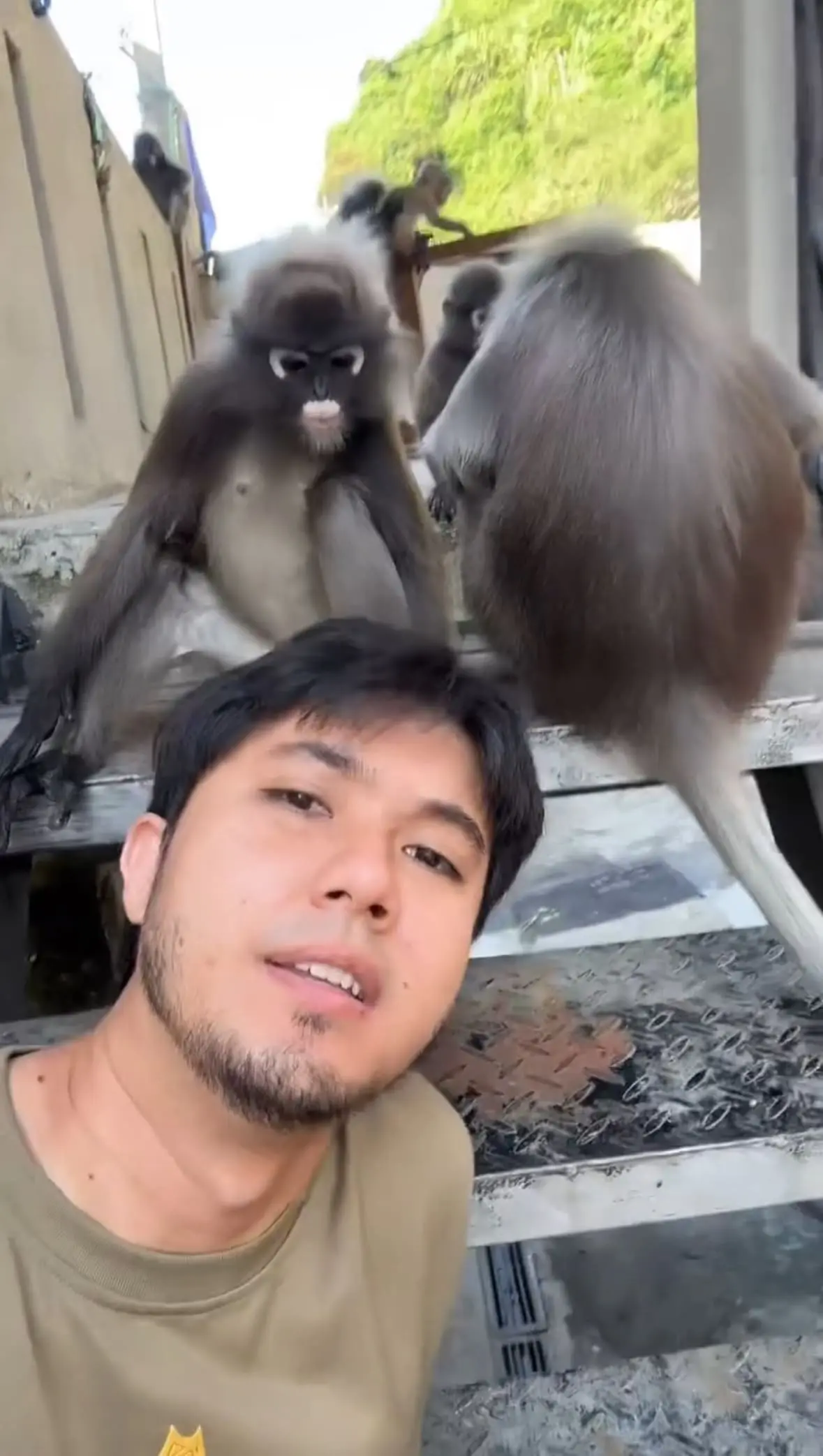 M'sian Man Casually Lets Wild Langur Search His Hair For Lice Like A Professional Stylist