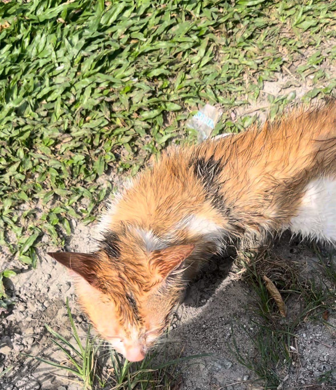 M’sian Man Finds Starving Cat Stuffed In Rice Sack, Left To Die By The Roadside