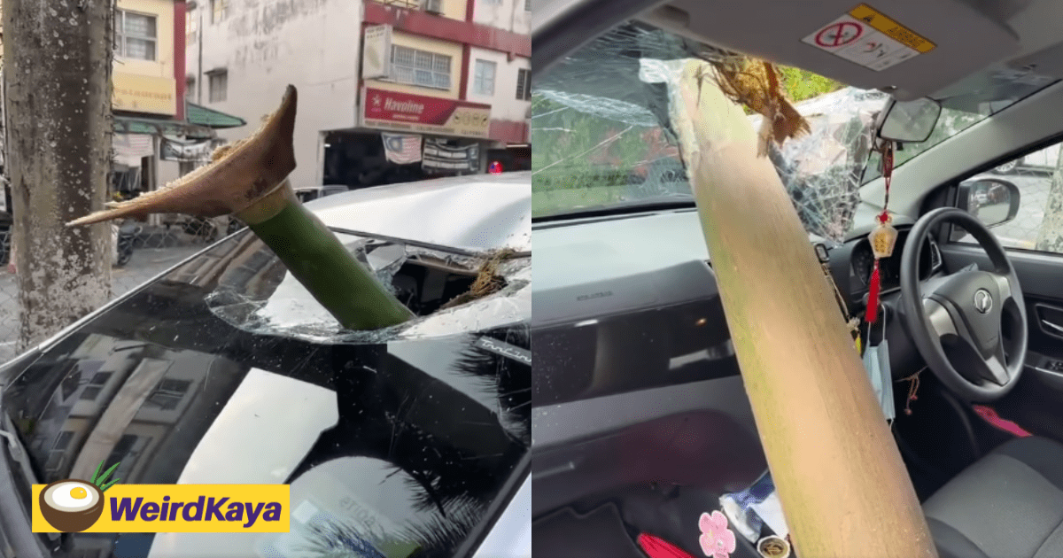 M'sian Man Shocked To Find Pinang Tree Branch Pierced Right Through Car Windscreen