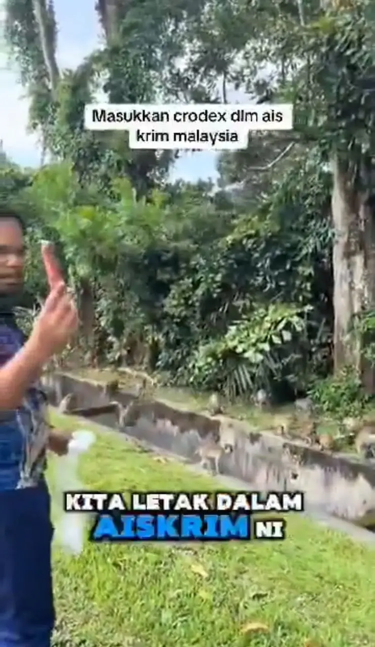 msian man showing poisoned ice cream before giving to the monkeys