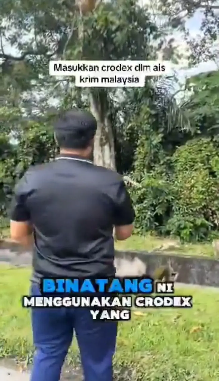 msian man throwing ice cream laced with poison to the monkeys