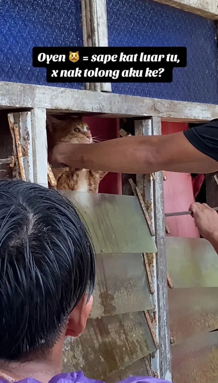 msian man helping a cat trapped inside a flooded house