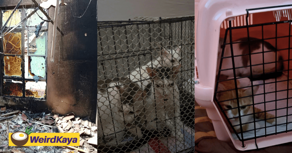 M'sian Rushes Back In 8-Hour Journey From T'gganu To Rescue His Cats Left Alone In Putra Heights