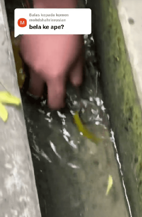 msian taking prawns out from the drain