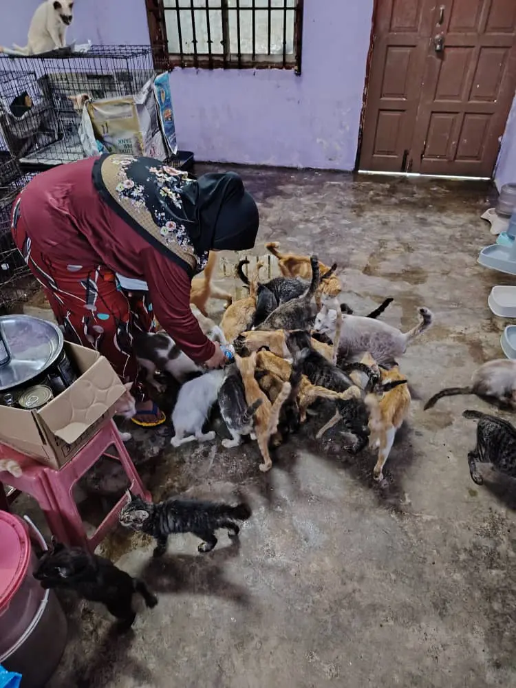 msian woman feeding cats at her own shelther at rawang