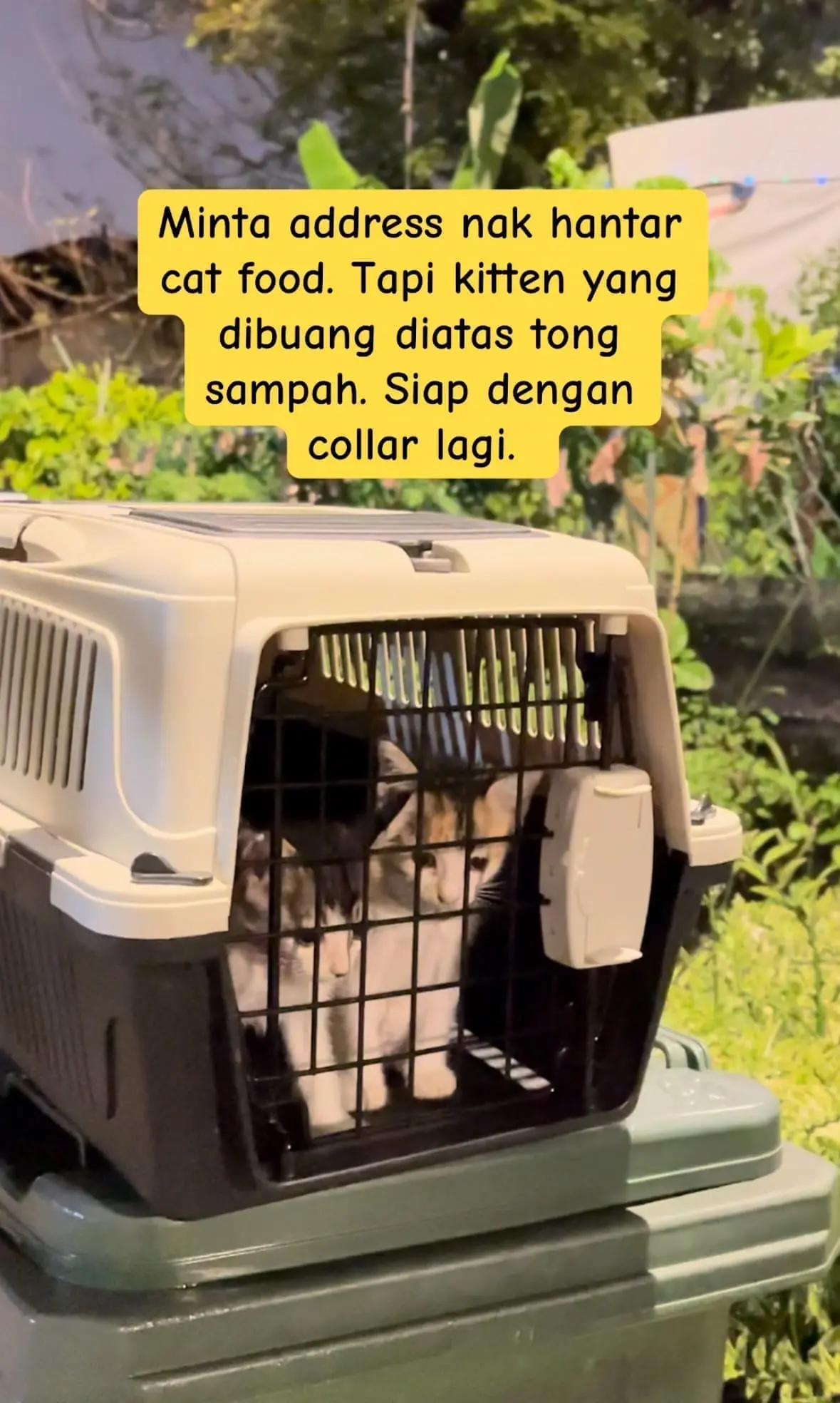 M'sian Woman Misled By Person Claiming To Donate Cat Food But Ended Up Dumping Kittens Instead