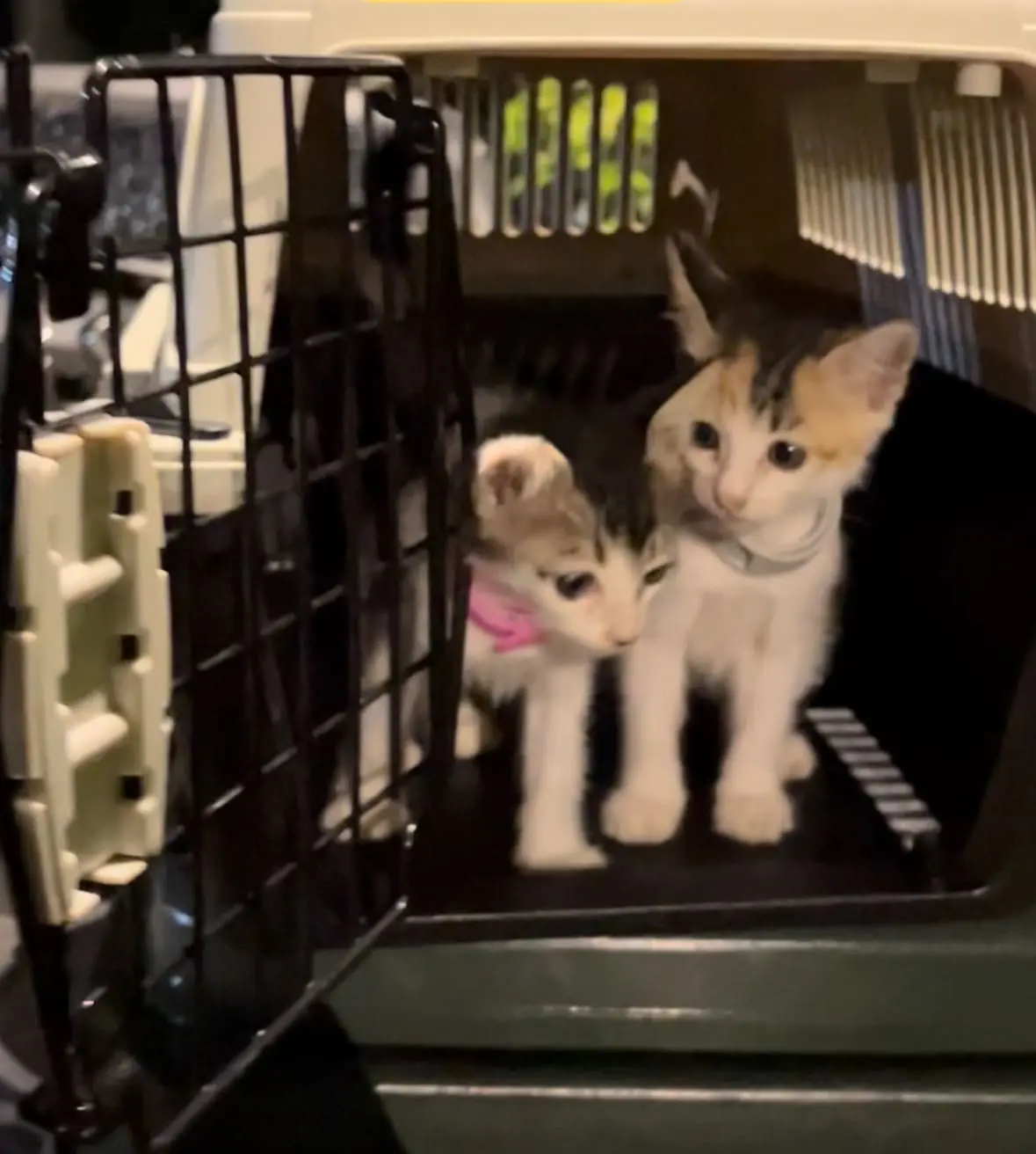 M'sian Woman Misled By Person Claiming To Donate Cat Food But Ended Up Dumping Kittens Instead