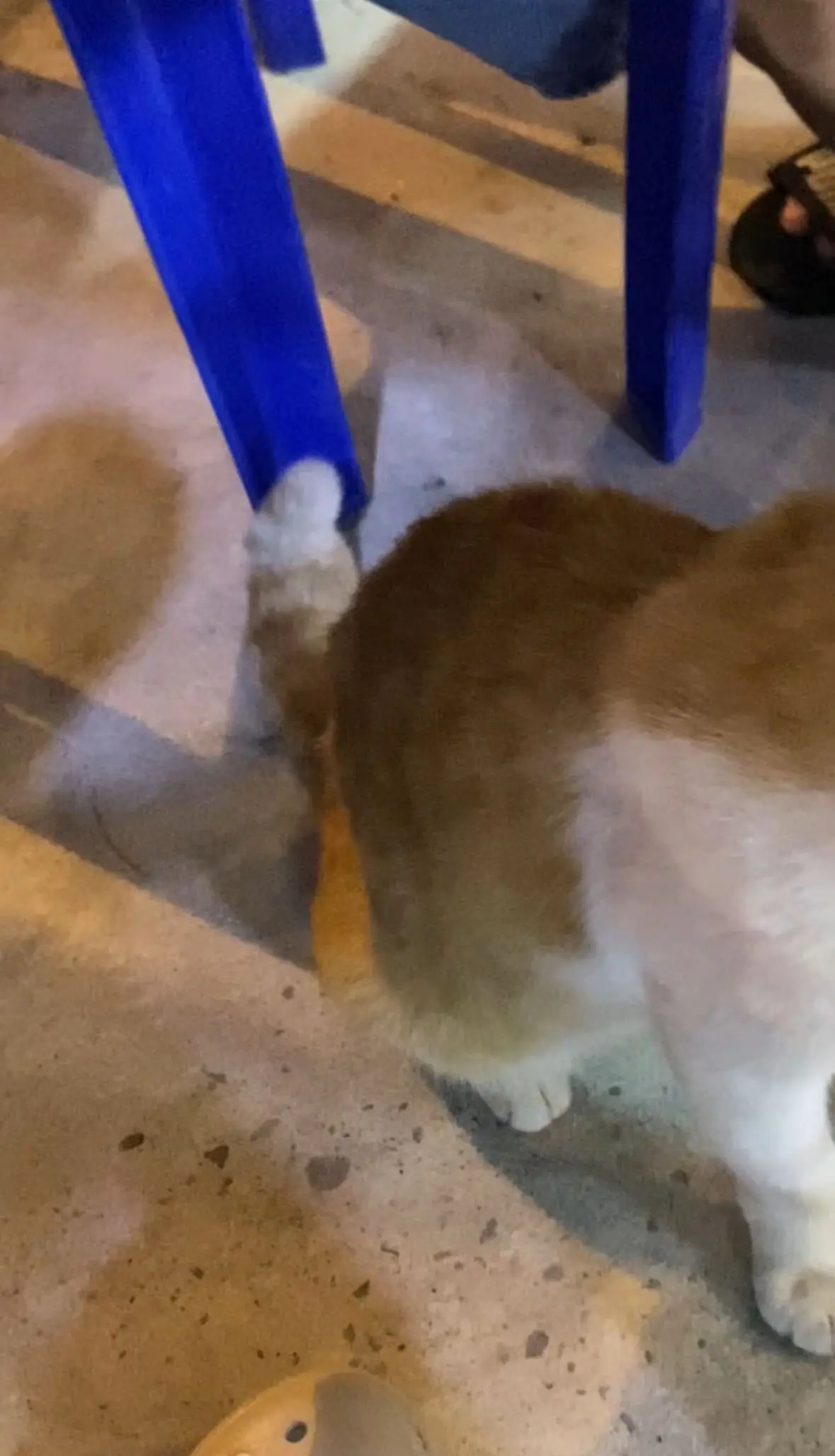 M’sian Woman Reunites With Lost Cat After 2 Years, Recognises Him By His Bent Tail At Local Eatery