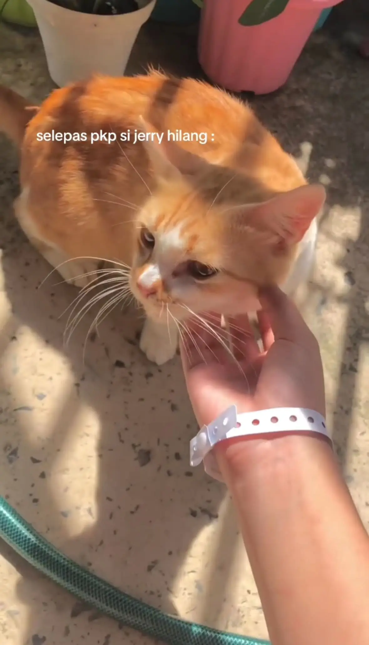 M’sian Woman Reunites With Lost Cat After 2 Years, Recognises Him By His Bent Tail At Local Eatery