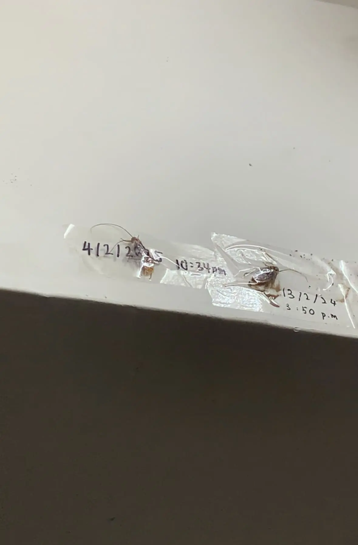 M’sians Build 'Wall Of Fame' With Taped Cockroaches Complete With Death Dates & Times