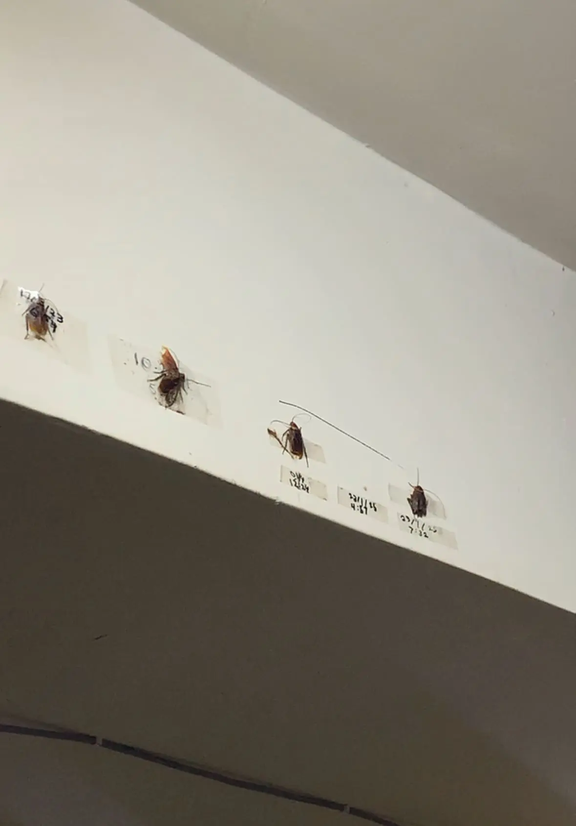 M’sians Build 'Wall Of Fame' With Taped Cockroaches Complete With Death Dates & Times