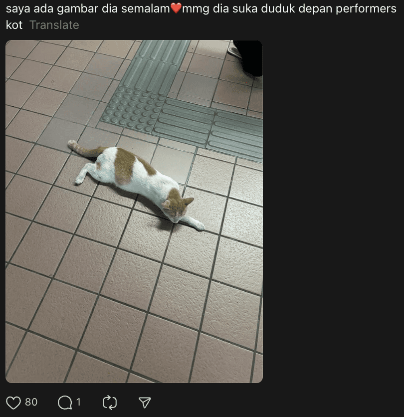 M’sians Spot Another Cat At LRT Taman Melati That Loves Watching Buskers Perform