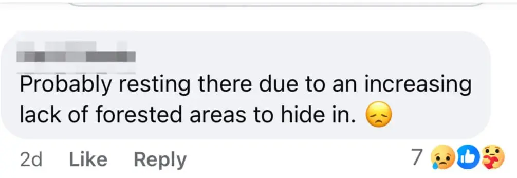 netizen comment easter barn owl sg 2