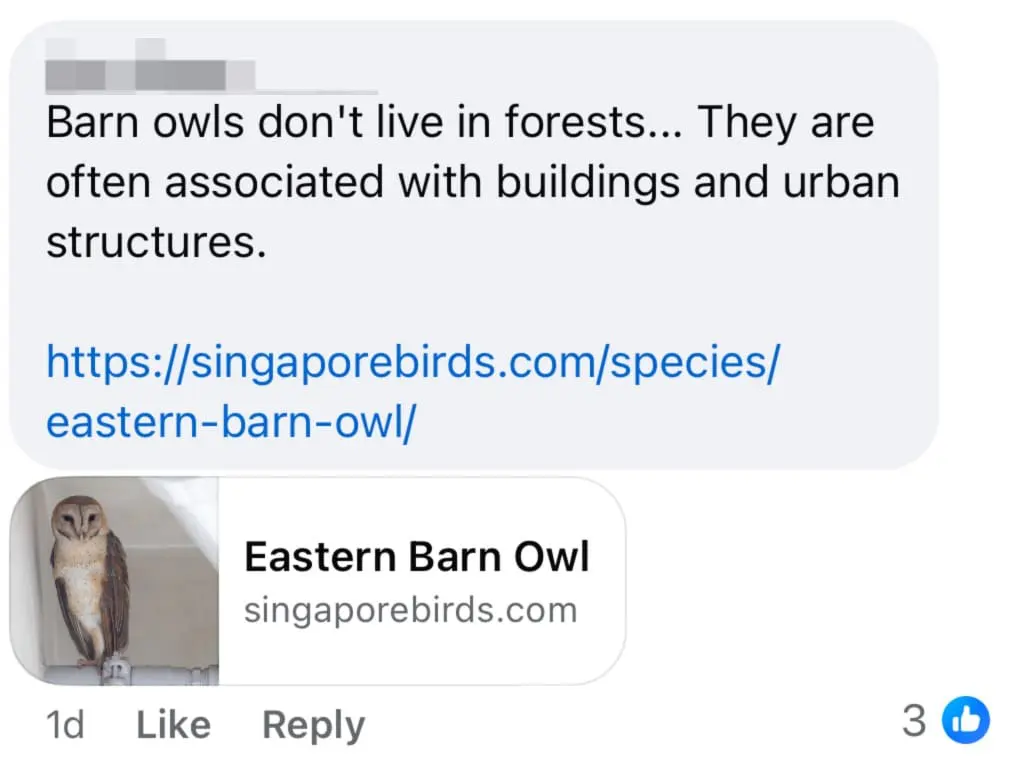 netizen comment easter barn owl sg