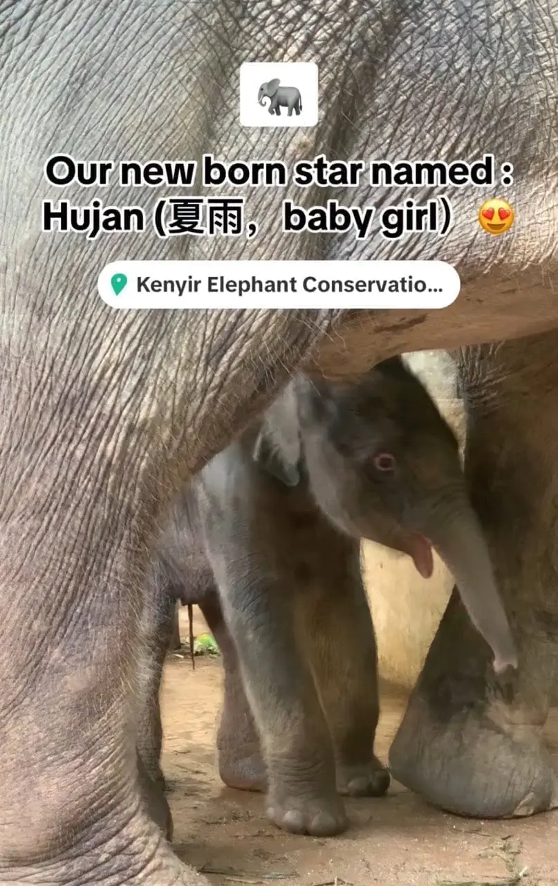 New baby elephant at Kenyir Elephant Conservation