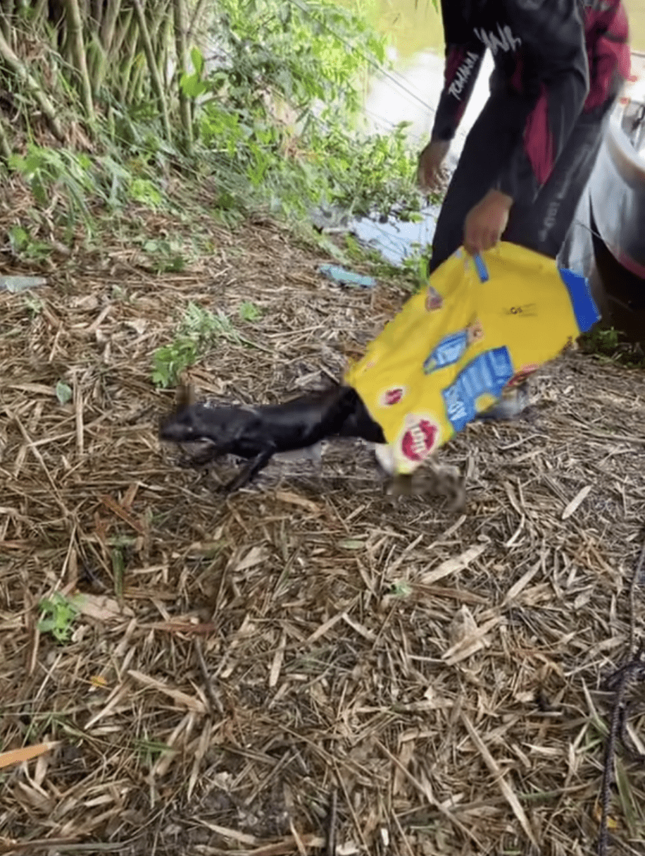 Newborn Kittens Found Wrapped In A Bag And Thrown Into River In Penang 3