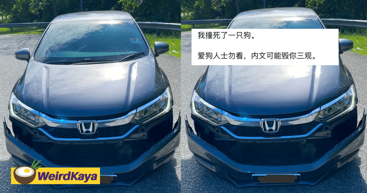 ‘No Regrets’ - M’sian Driver Who Hit Dog With Car Shares Why He Did So, Receives Mixed Opinions