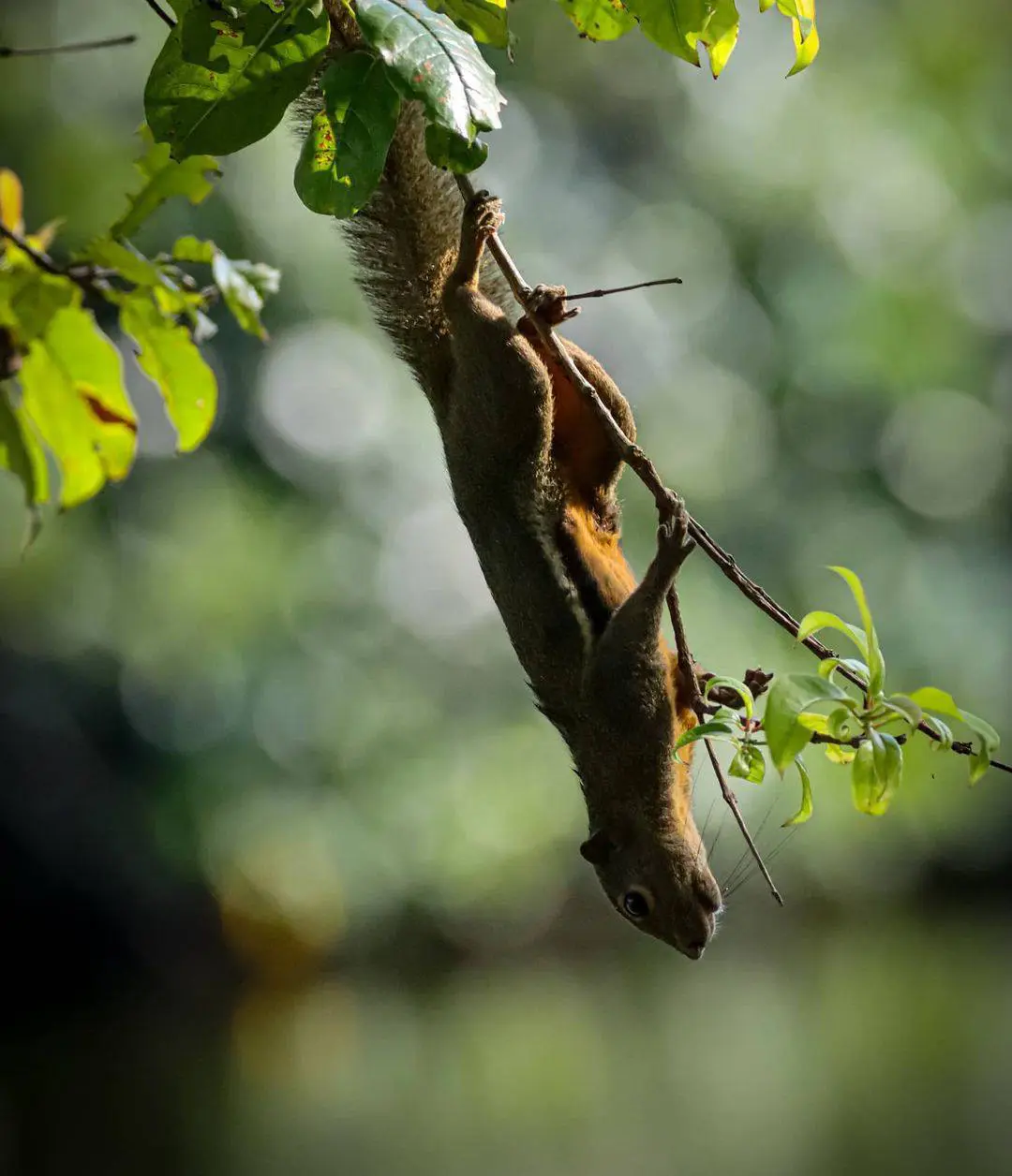 one of squirrel photos that Mohan took