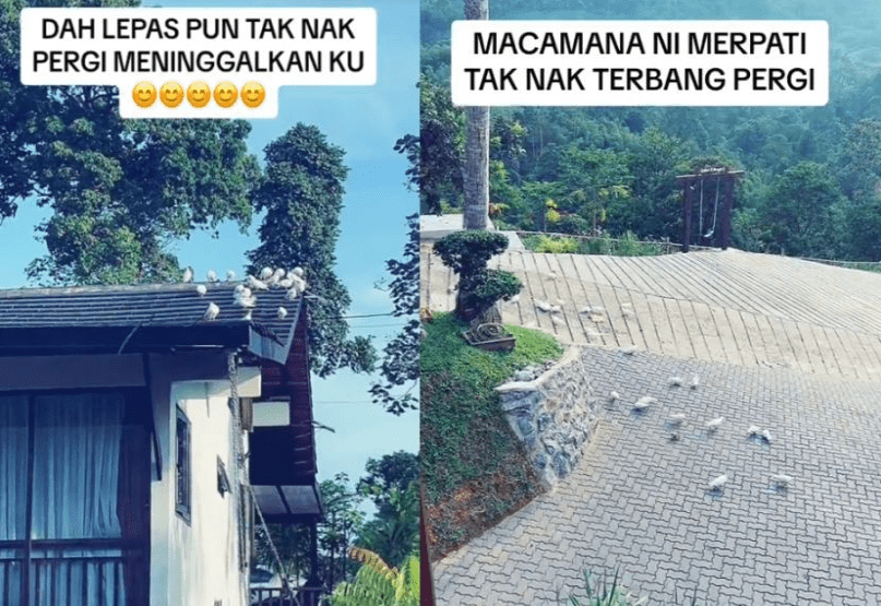 M’sian Woman Releases 50 Doves At Son’s Wedding, Venue Gets Turned Into ‘Bird Toilet’ Instead