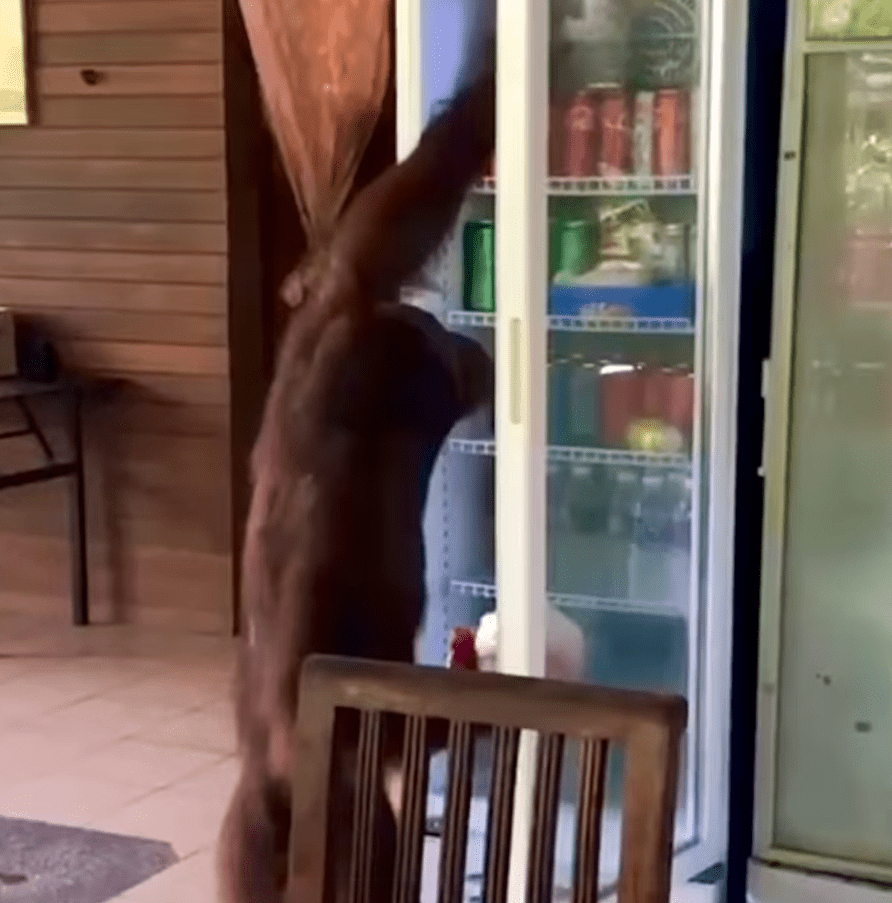 Orangutan looks for drinks at Sabah cafe
