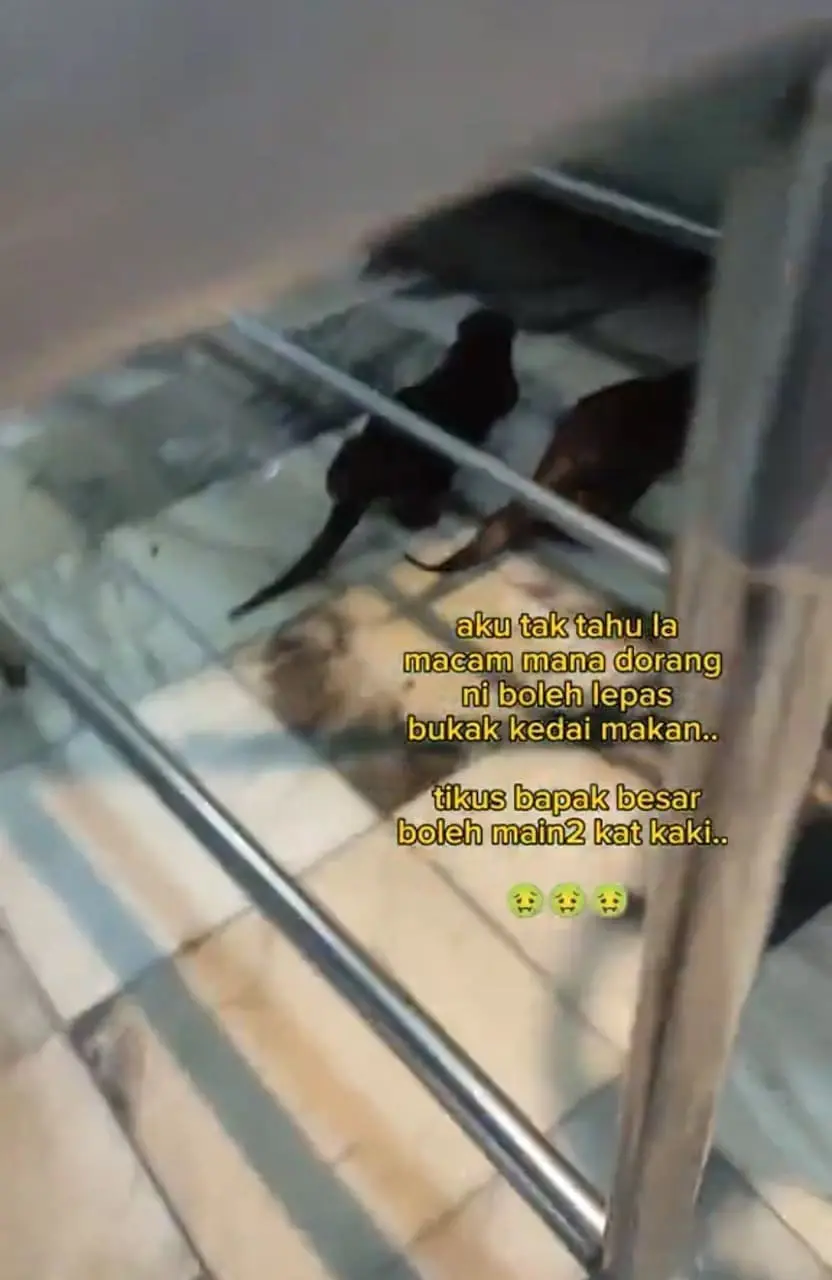 otter in the restaurant