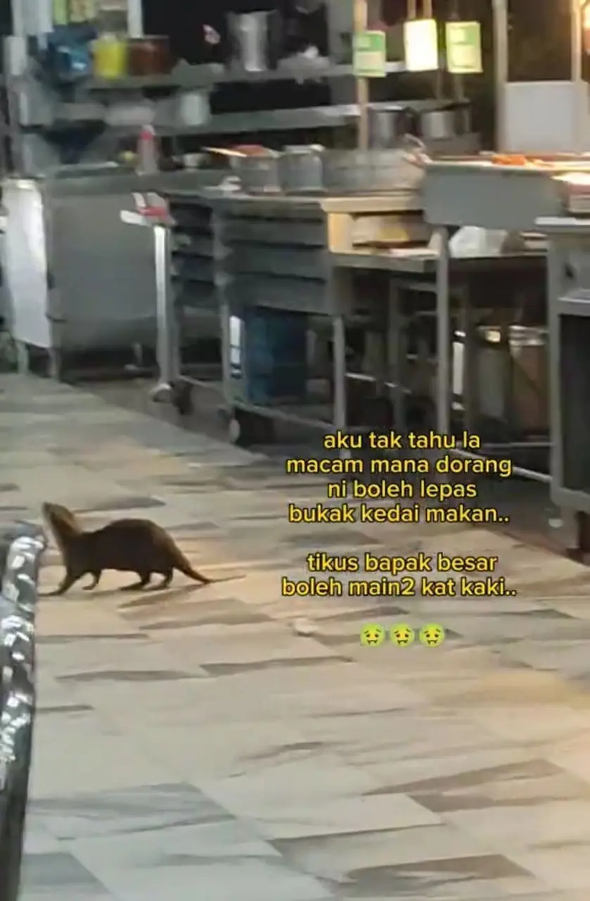 otter in the restaurant