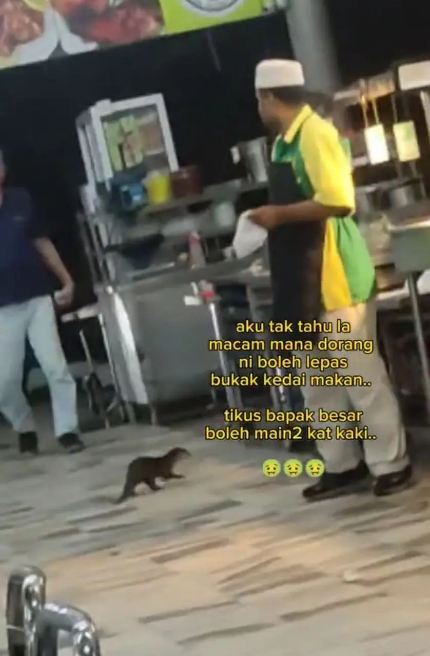 otter roaming in restaurant while the staff in looking at it