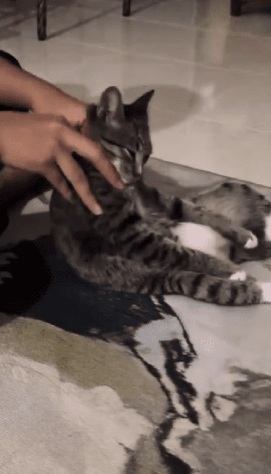 owner giving theri cat massage