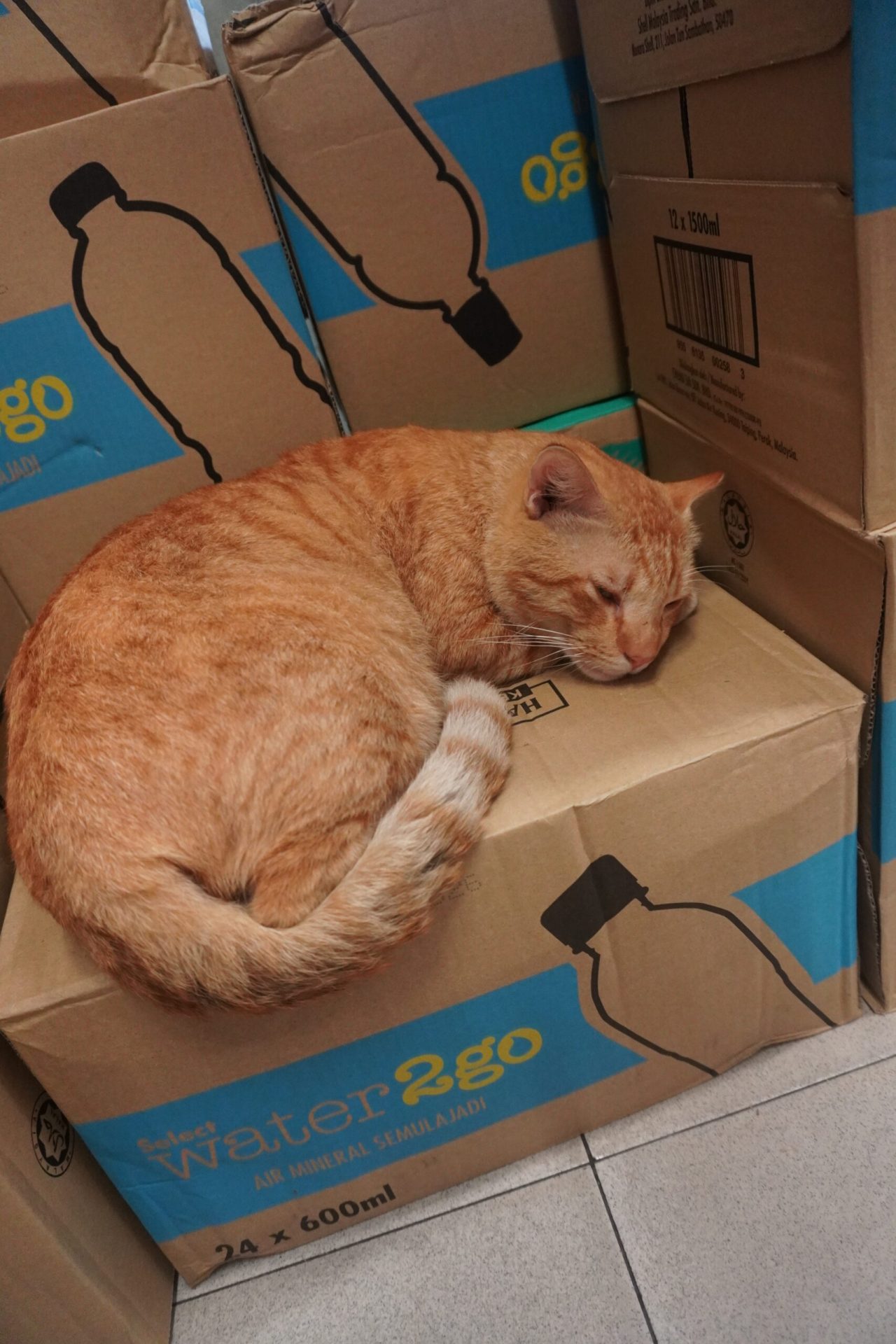 oyen cat sleeping on a box in the store room