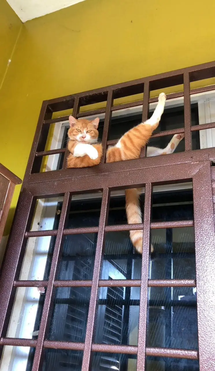 oyen giving annoyed look while sitting on top of gate