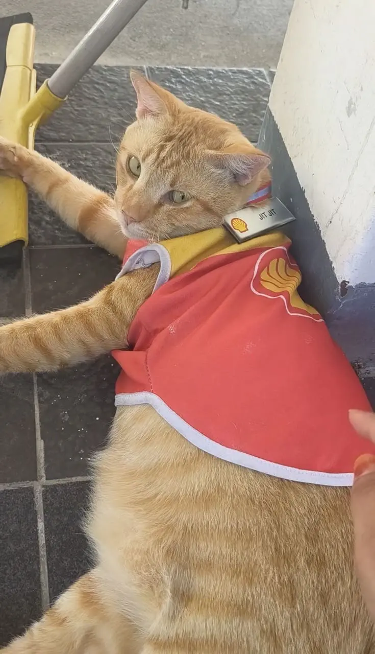 oyen looking back at the customer