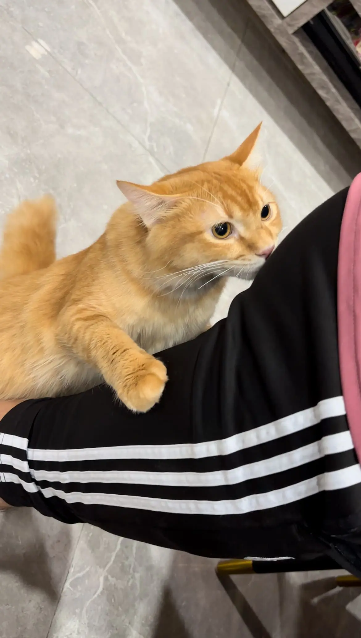 oyen sniffs man's butt 2