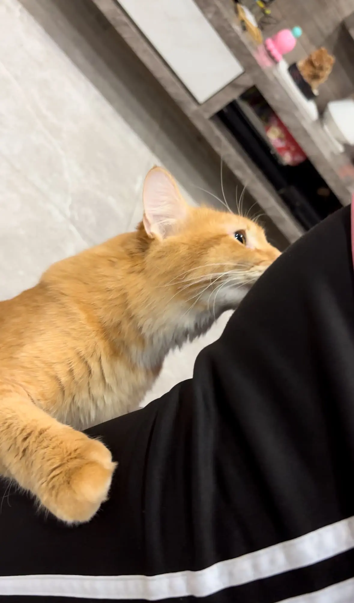 oyen sniffs man's butt