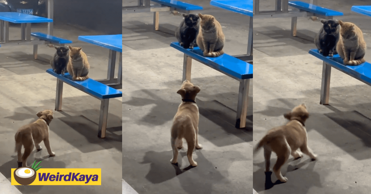 Oyen Stares Down At Puppy Which Was Barking Away At It