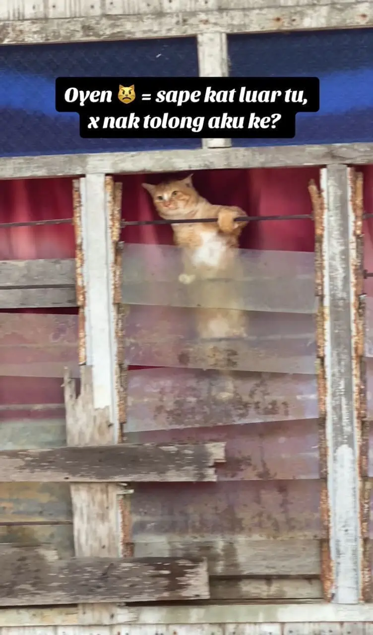 Oyen trapped inside a flooded house desperately clings to the window bars in Kelantan. 